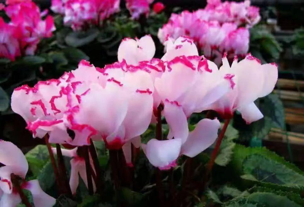 这10种花冬天最怕水越浇越死,5种花浇不死浇水越多长得越旺