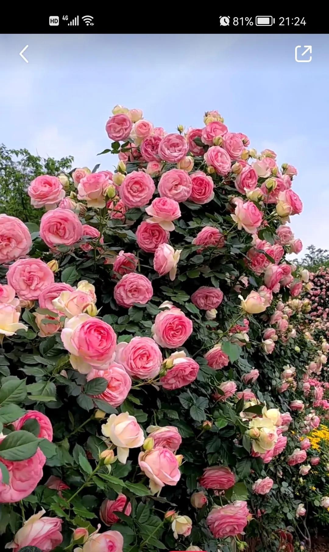 15天健康减肥能减多少,哈佛减肥28天食谱