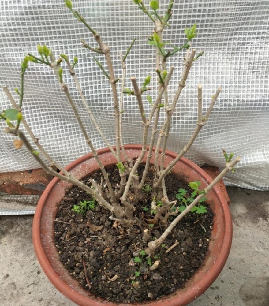 茉莉花怎么养迅速开花,茉莉花如何养开花不断