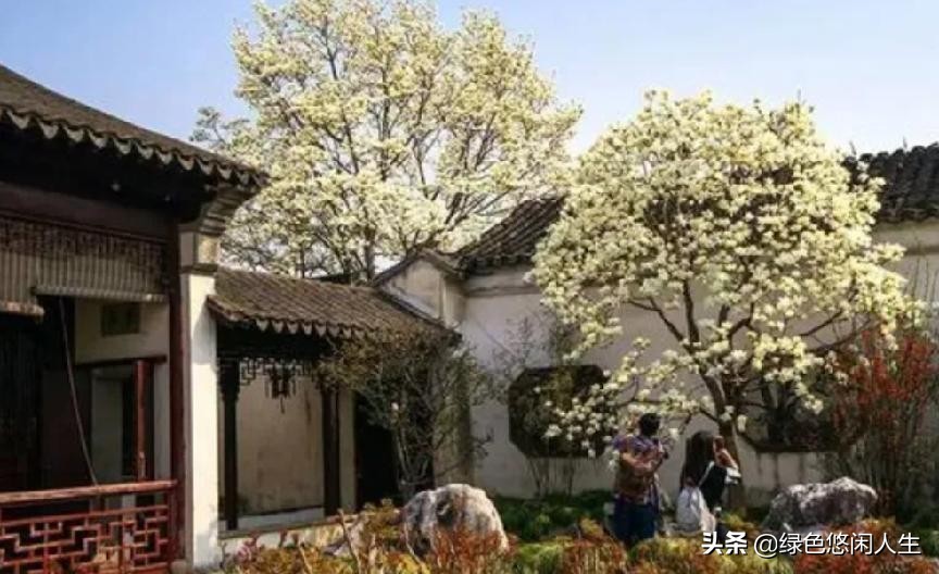 玉堂春富贵指哪些花,玉堂锦绣富贵春寓意