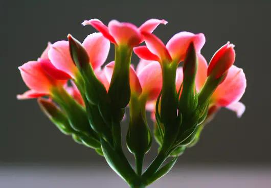 家里种的花有虫子有灭虫子方法吗,家里养的花除虫