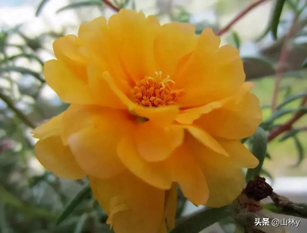 十大绝美花朵,绝美花朵视频