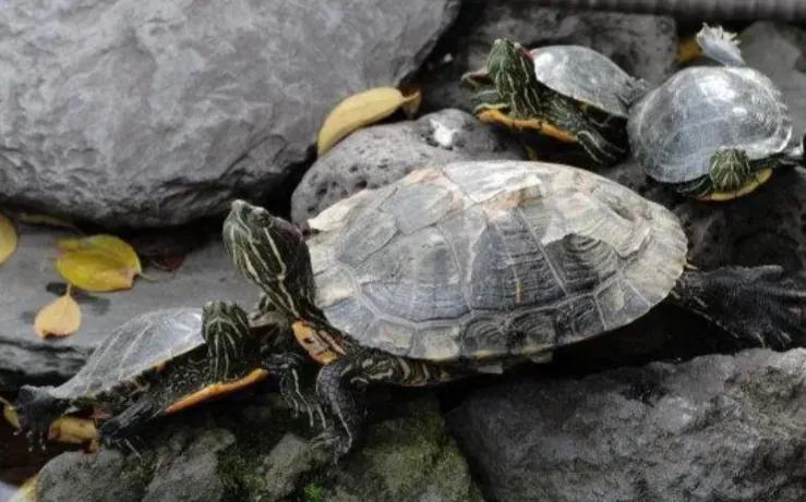 怎样养乌龟才能让乌龟对你信任,怎么养乌龟乌龟才有互动性