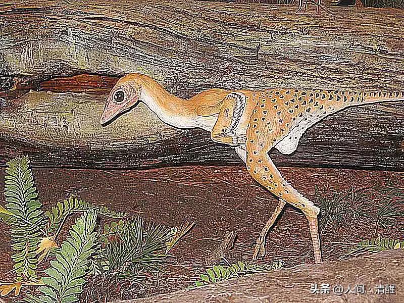 有羽毛的恐龙化石是什么样子的,有羽毛的恐龙的化石的样子