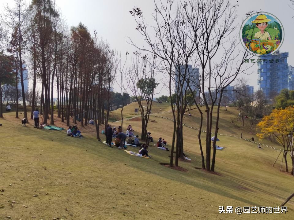 疏林草地的作用,疏林草地效果图