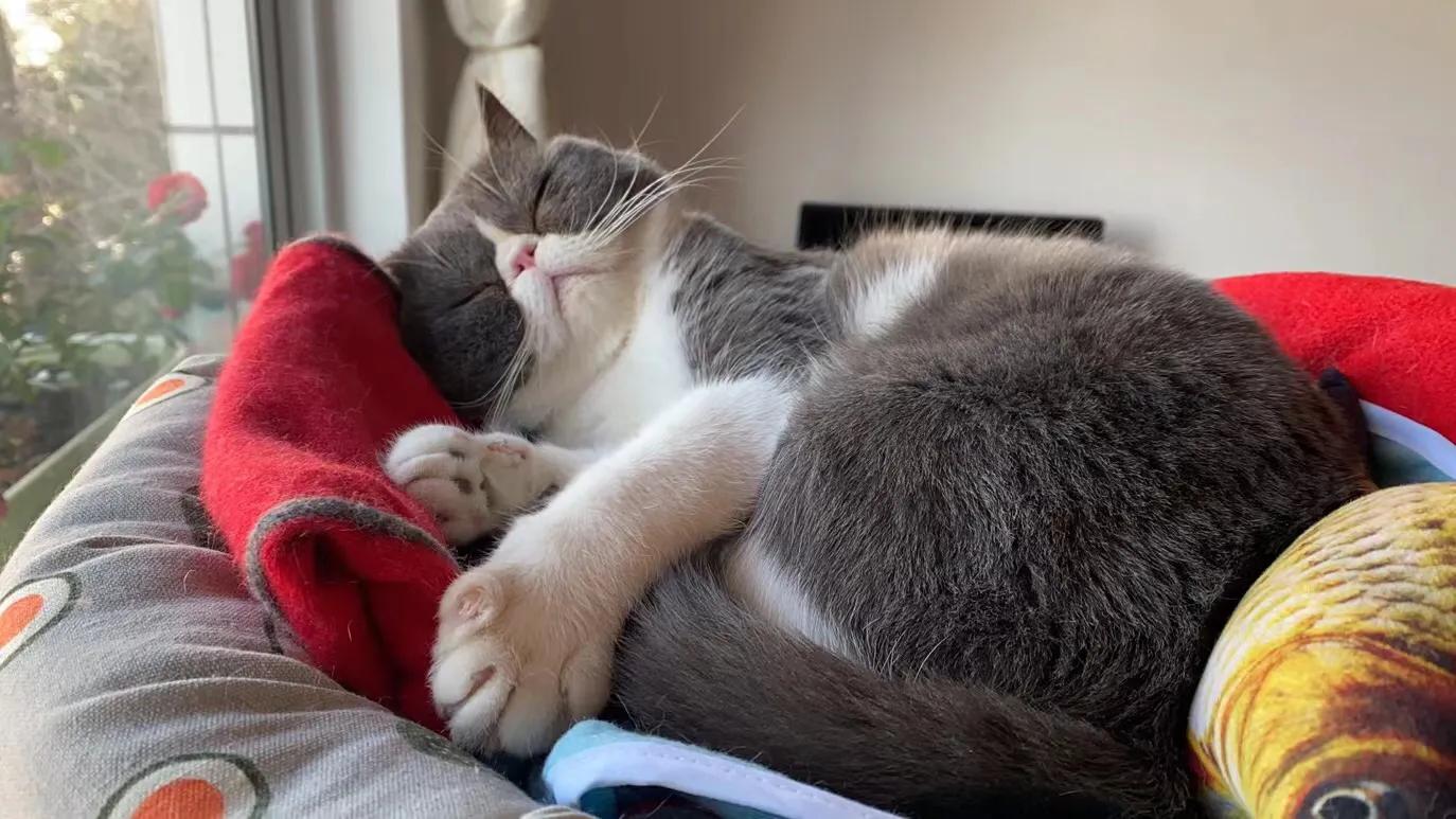 猫吞食异物手术危险吗,当猫要吐的时候怎么办