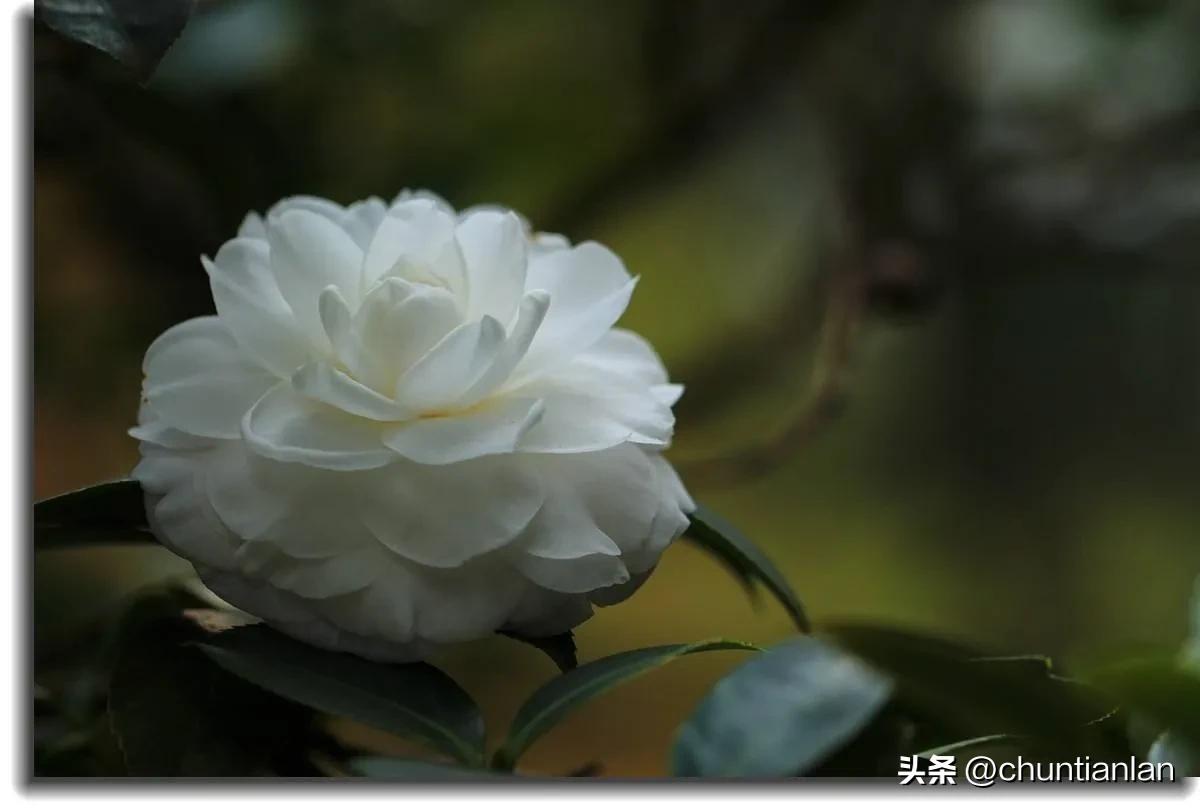 山茶花纯音乐,山茶花