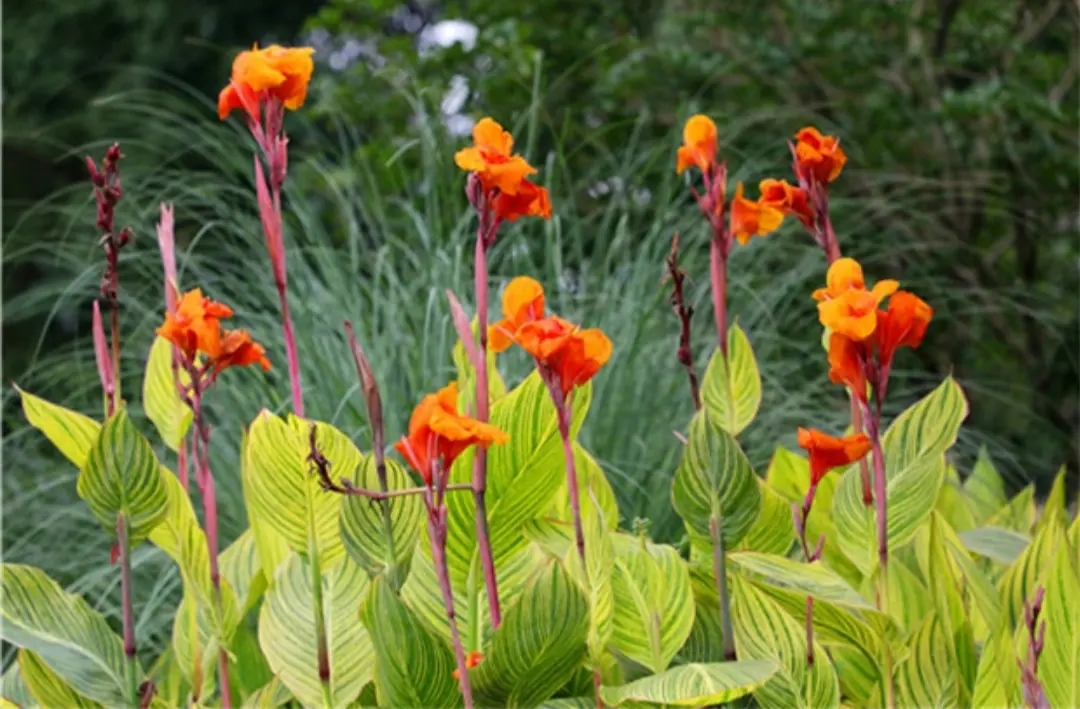 癸卯孟夏里的散词幽思·05