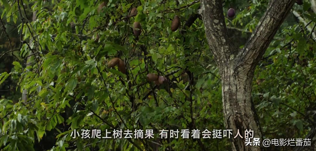 豆瓣9.0，日本乡间简素的一餐一饭，治好了无数人的“精神内耗”