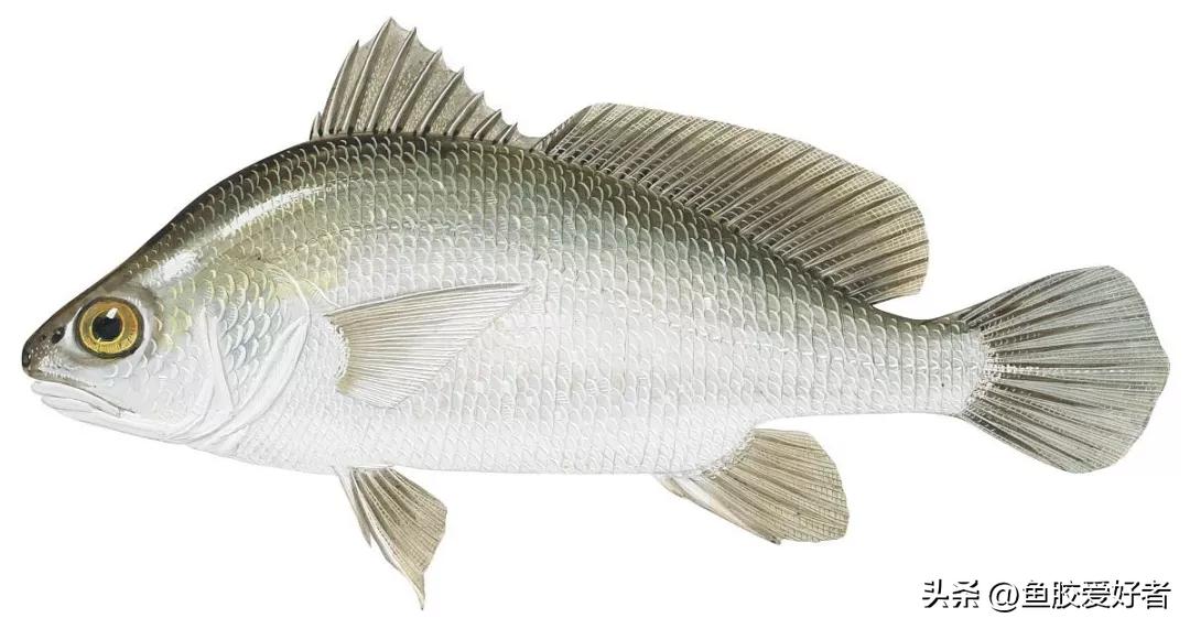 蜘蛛胶是哪种鱼的,蜘蛛鱼胶为什么那么贵