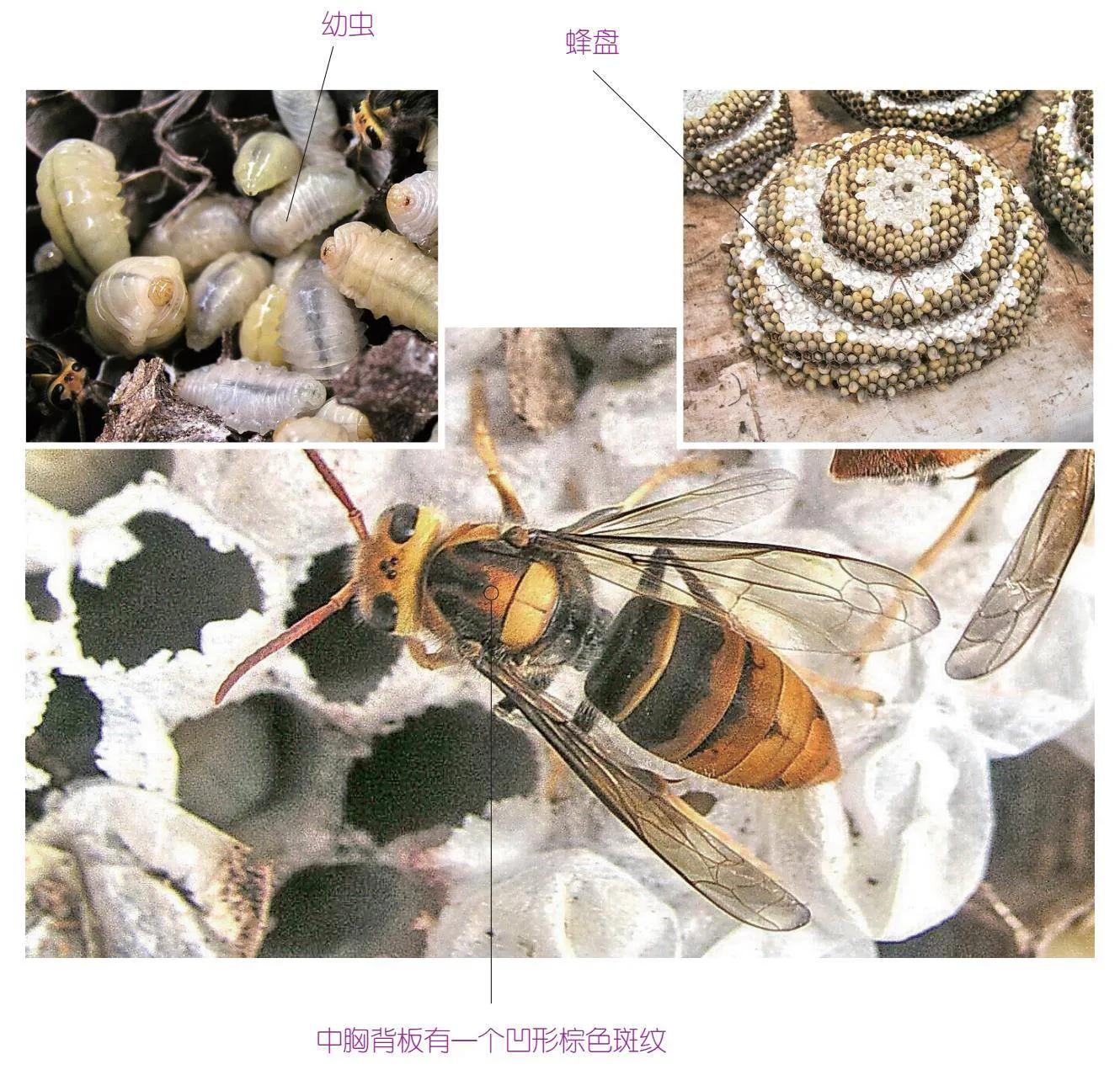 30种可以吃且美味的虫子图,33种昆虫图片大全