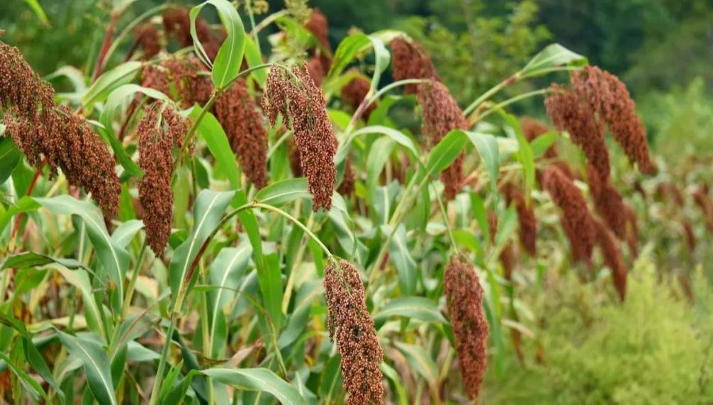 同样酒为什么批发部比超市便宜,同样是酒为什么有的酒那么贵