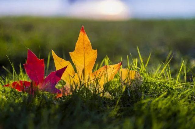 人生百味谁能不累熬过就是重生,人生百味谁能不累熬过了就是重生