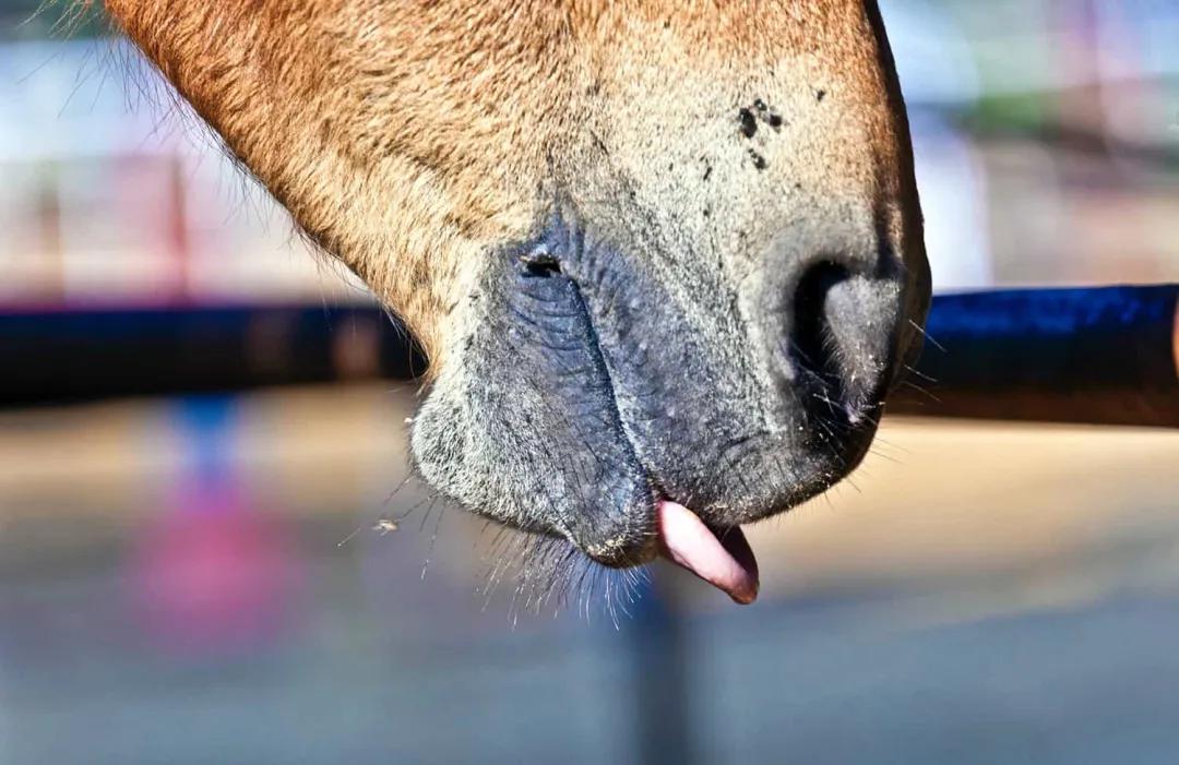 从肢体语言了解马在“说”什么