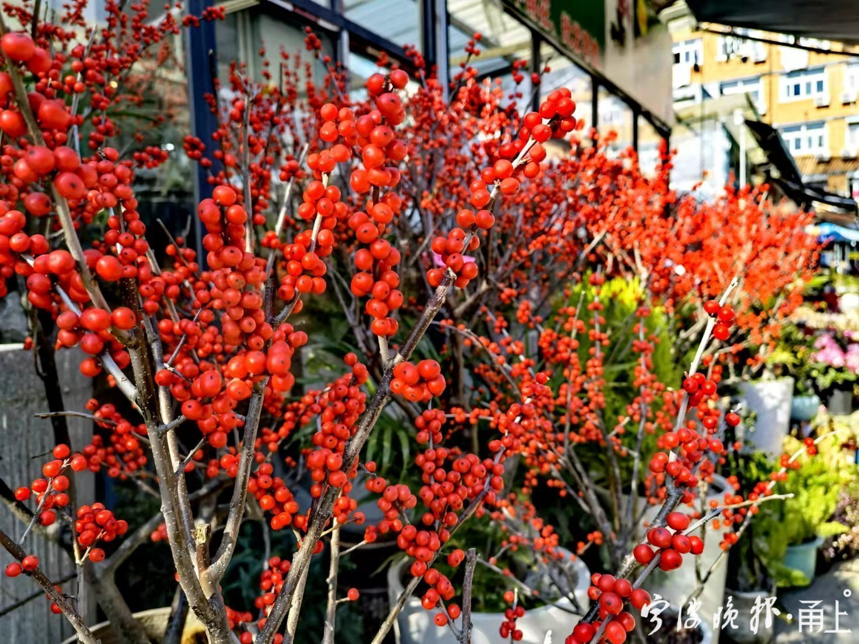 2024年宵花市场行情,今年年宵花市场