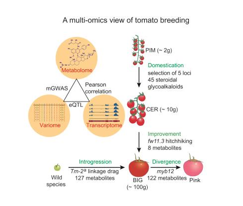 番茄果色偏黄怎么回事,番茄果实色泽评价