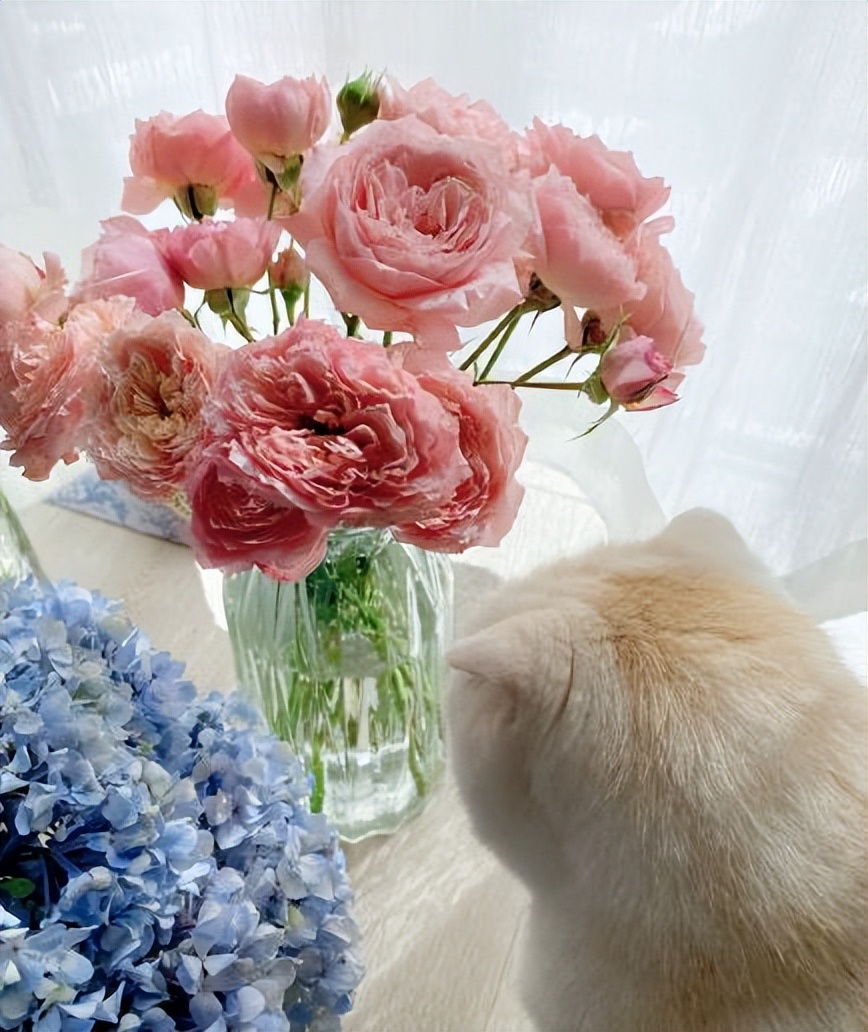 入秋了，又到了网购鲜切花的季节，那么收到快递后如何醒花呢？