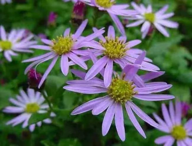 紫菀植物全图,紫菀是紫色的吗