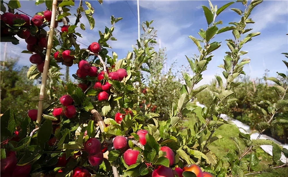 为什么新西兰火箭果这么贵,火箭果价格