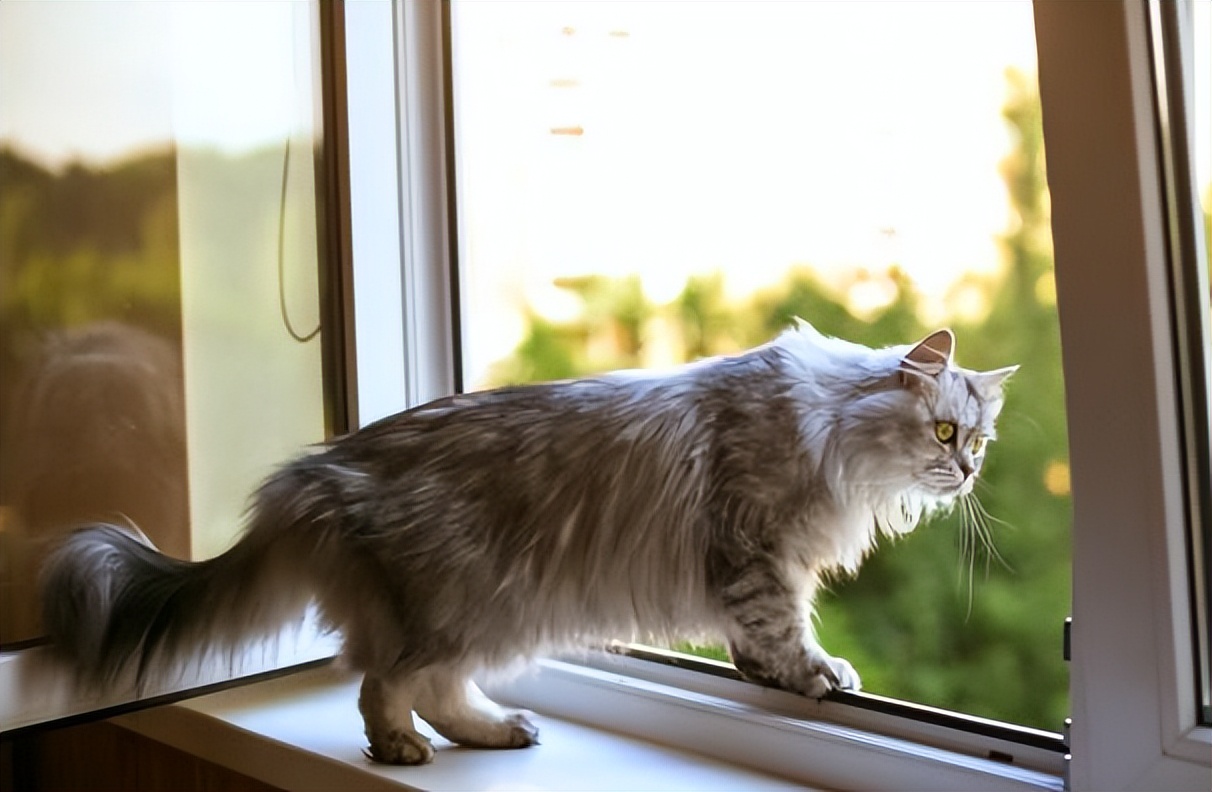 猫咪走失很灵的方法,猫咪跳楼走失还能找回来吗