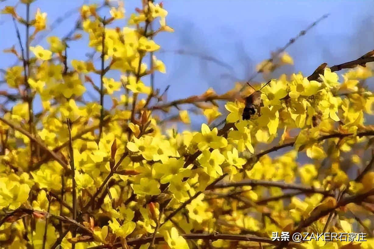 石家庄早新闻,早新闻完整内容