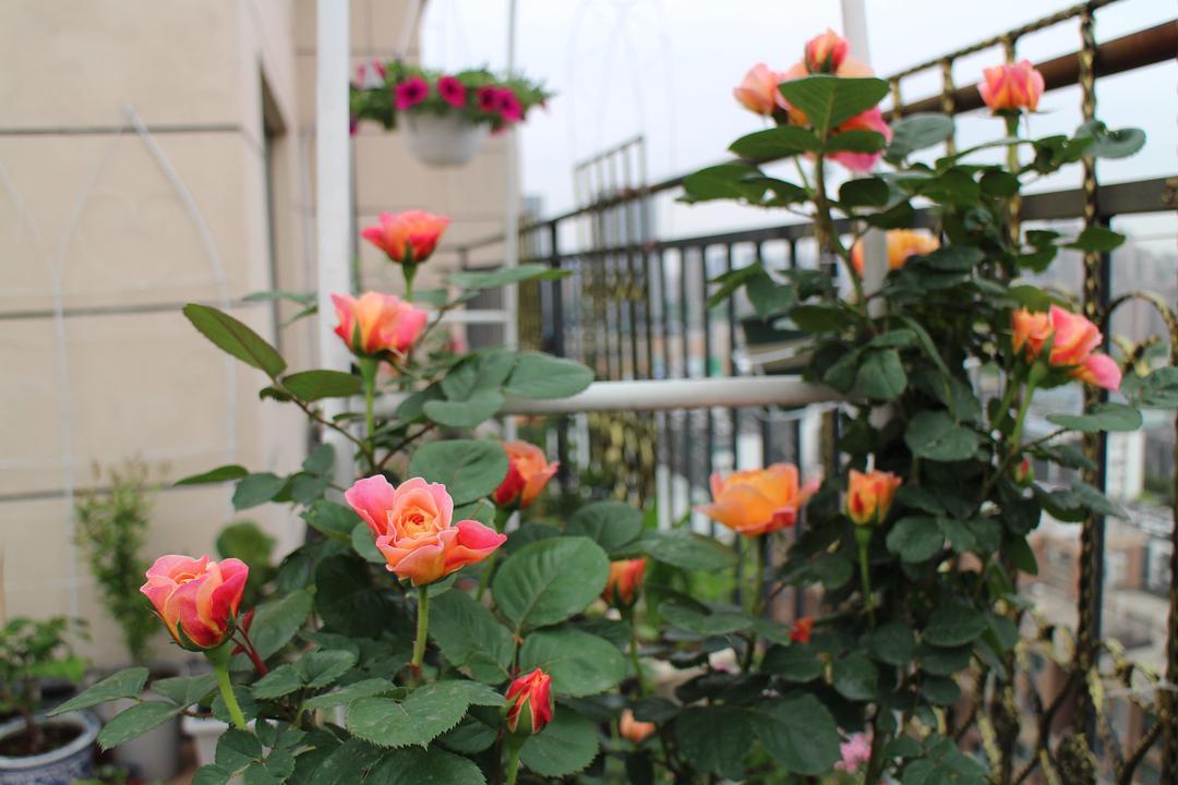 最值得养的大花微月,微月最耐寒好养的品种有哪些