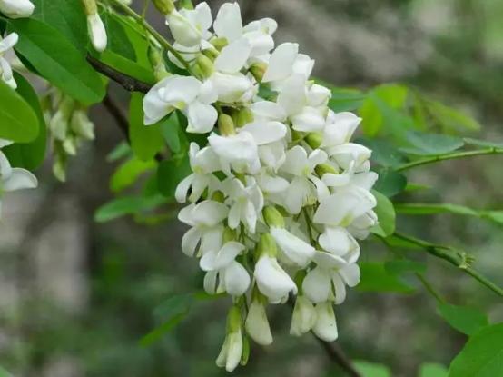 百花种类大全,百花的种类有哪些