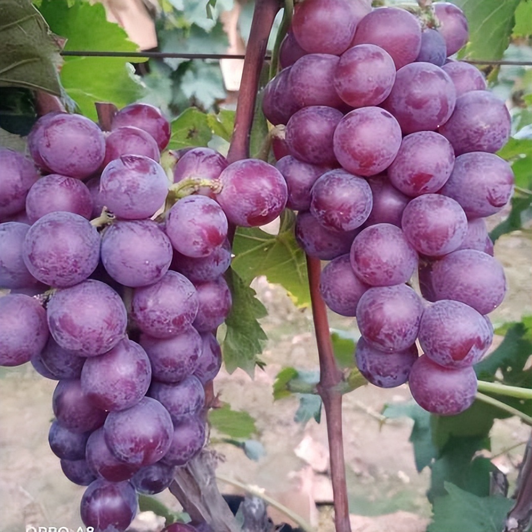 任城区美食小吃推荐,任城美食特产小吃