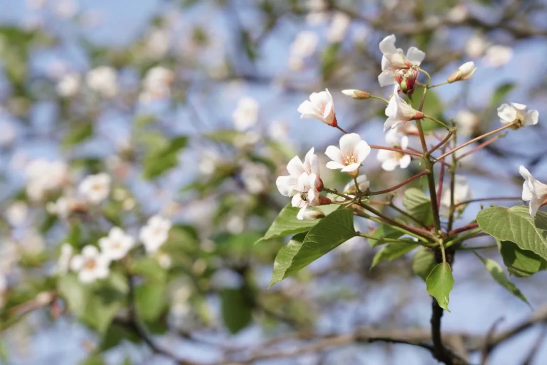 正安油桐种植项目,正安油桐加工厂