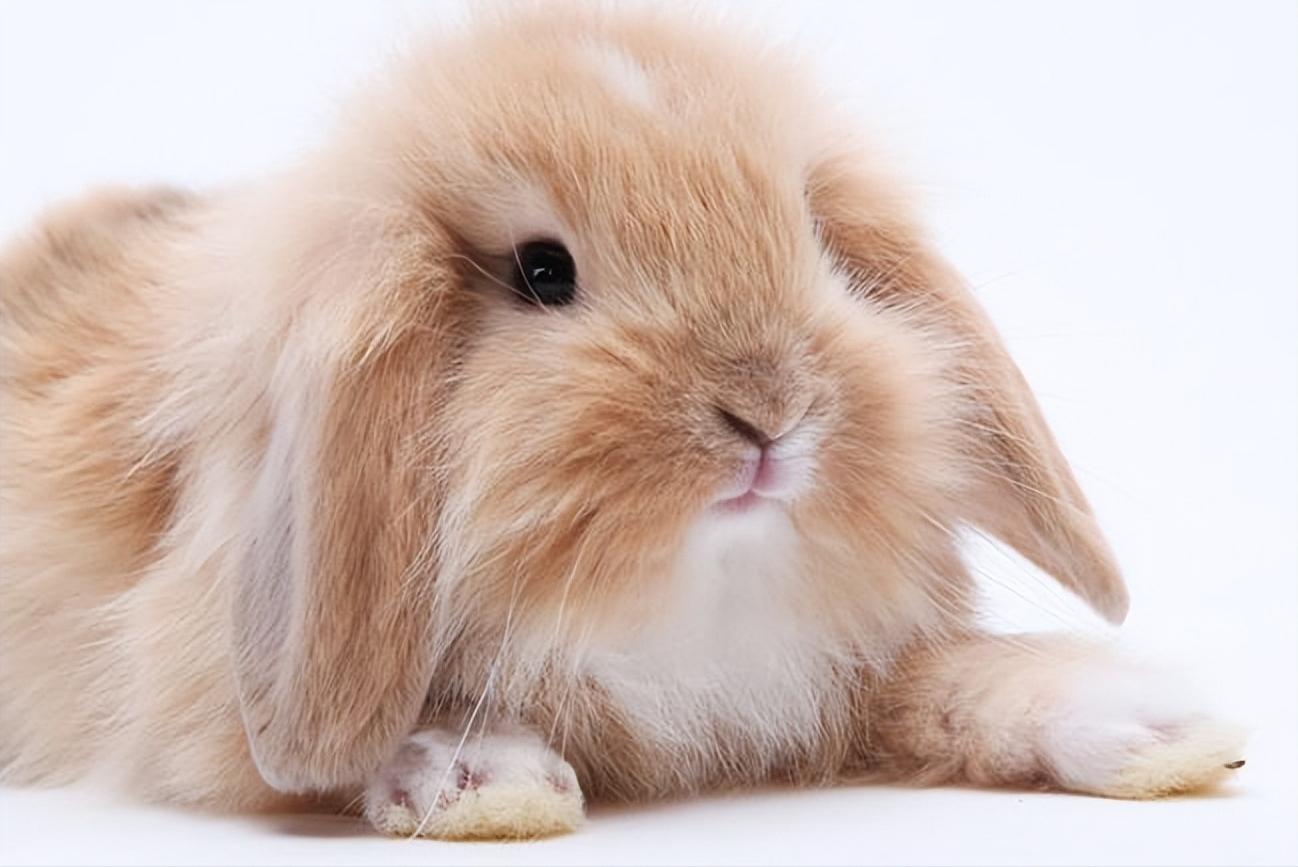 兔子打喷嚏不流鼻涕,养宠小知识兔子拉肚子怎么办