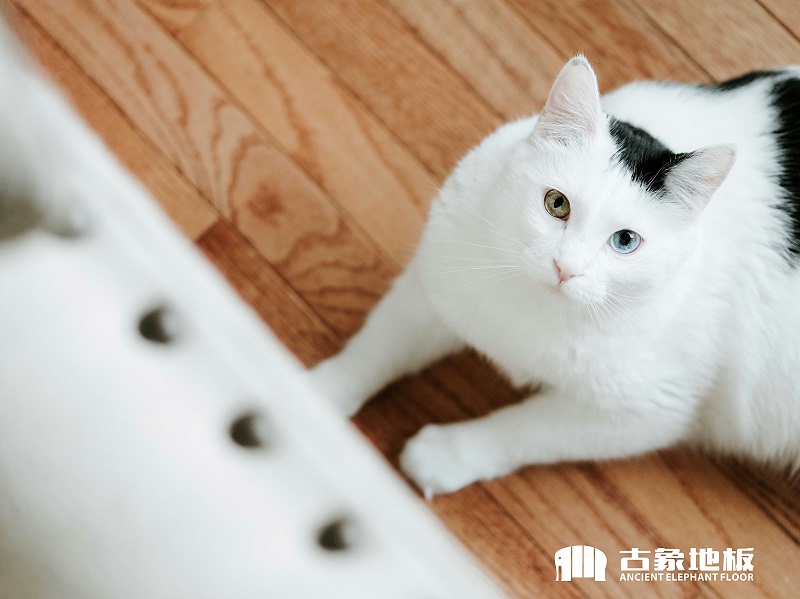 怎样拯救地板砖,怎样拯救旧地板