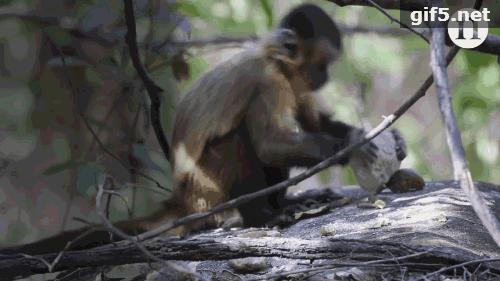 猩猩在进化吗,黑猩猩进化到石器时代