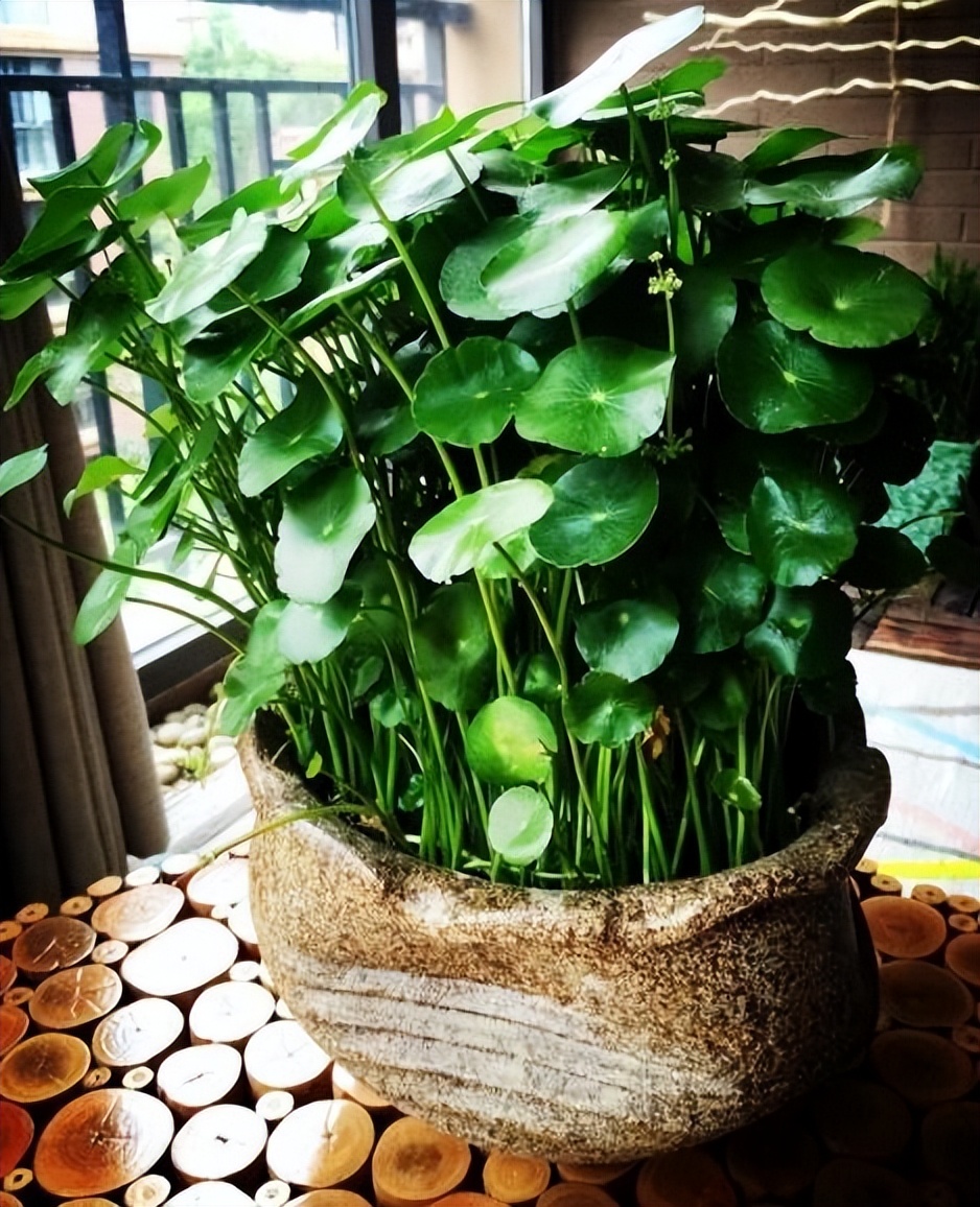 哪些花盆栽能吸甲醛呢图片,水养去甲醛最好的植物