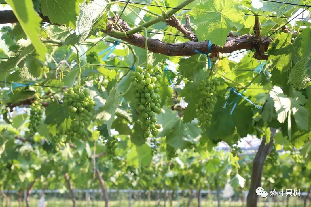 果树快速生长调节剂,植物生长调节剂果树专用