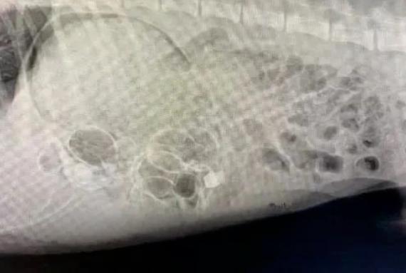 一晚上连炫16颗生鸡蛋，偷吃柯基秒变粑粑喷射“基”