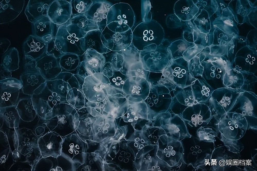 探究东部黑犀牛，激素代谢物和卵巢周期阶段肠道中微生物群的反应