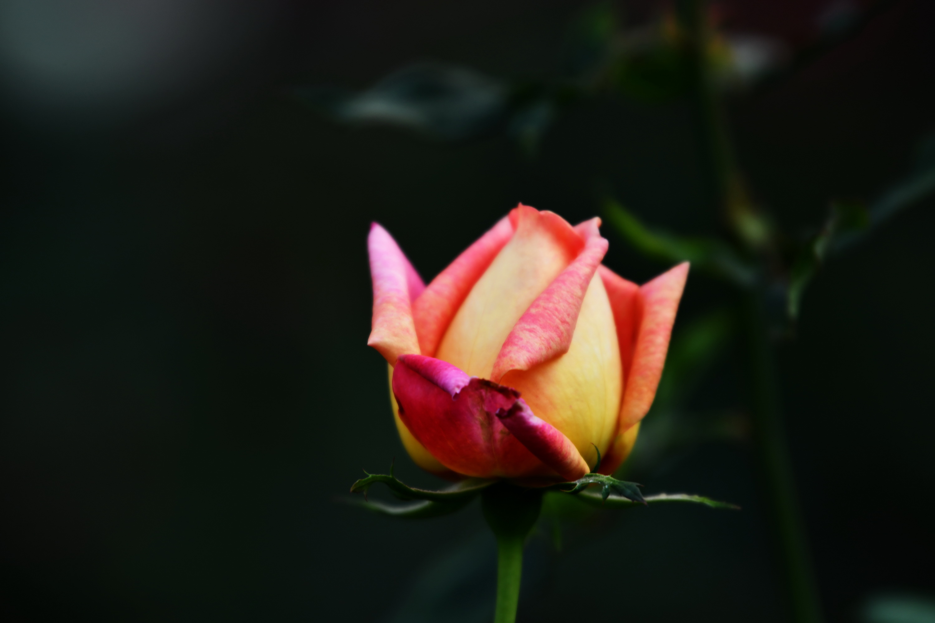 广州市番禺区宝墨园攻略,广州宝墨园景观