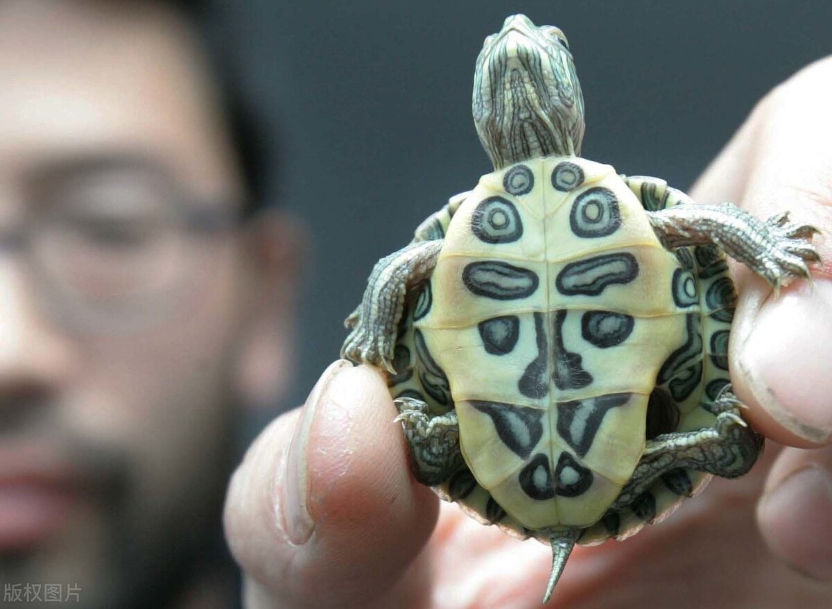 巴西龟突然不吃饭,为什么巴西龟刚买回来不吃东西啊