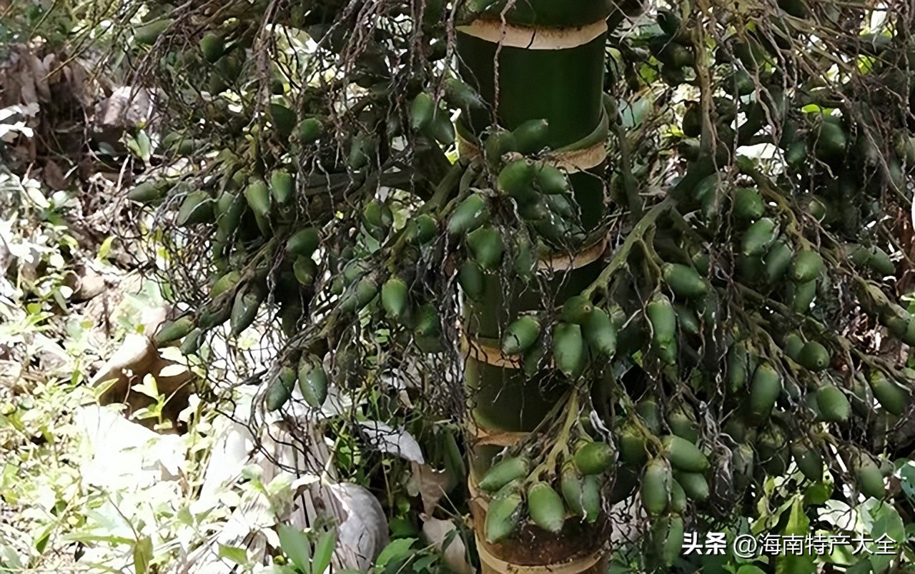 海南槟榔生果价格今报,2021年2月3日海南槟榔价格