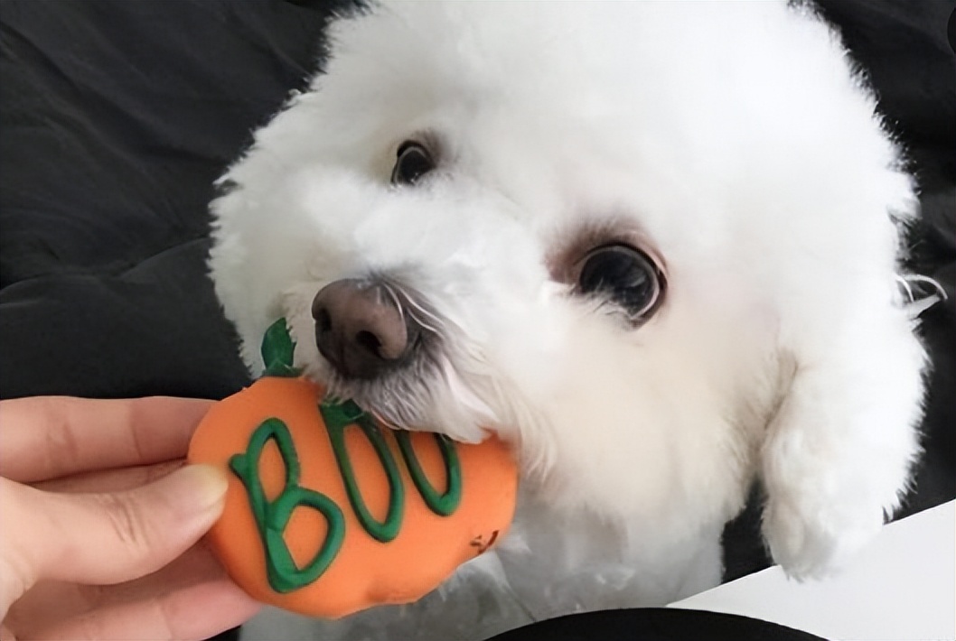 比熊犬的六个缺点是什么,比熊犬的优缺点及性格分析