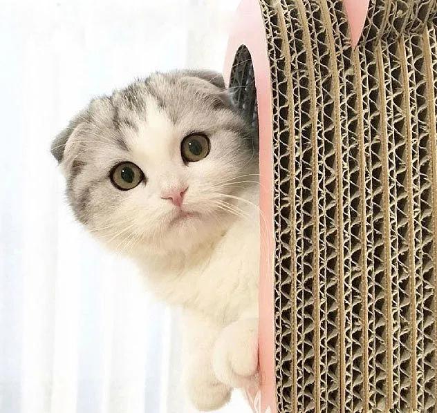 灰色猫咪是什么品种,玳瑁猫咪是什么品种