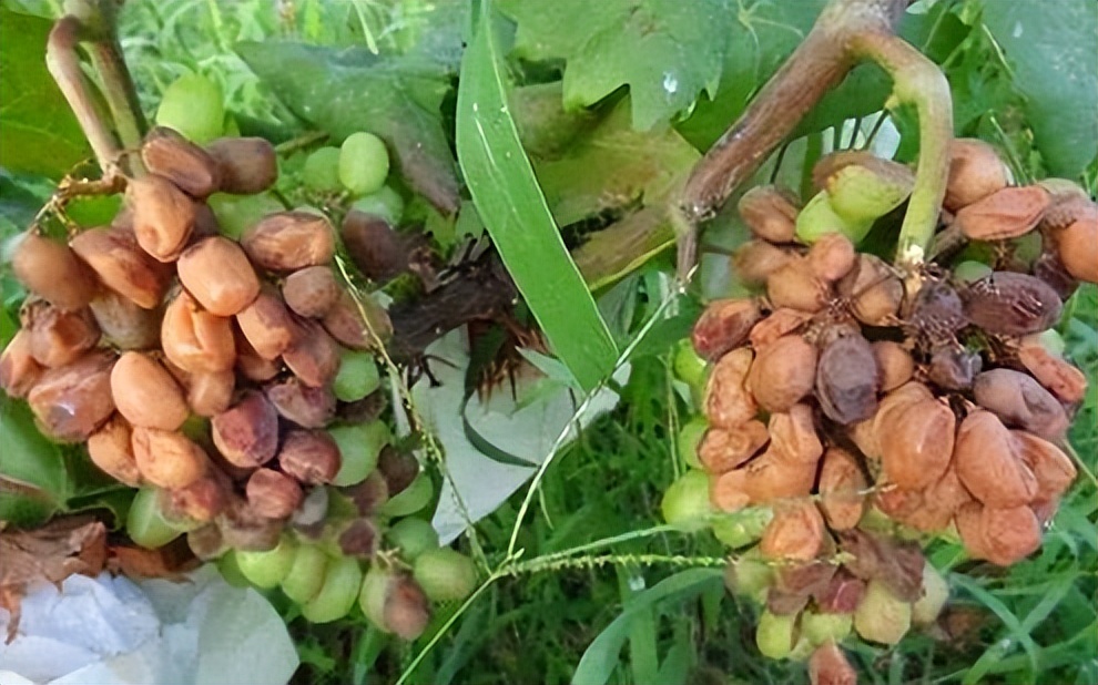 七月葡萄熟了怎么办,七月葡萄为什么还长穗