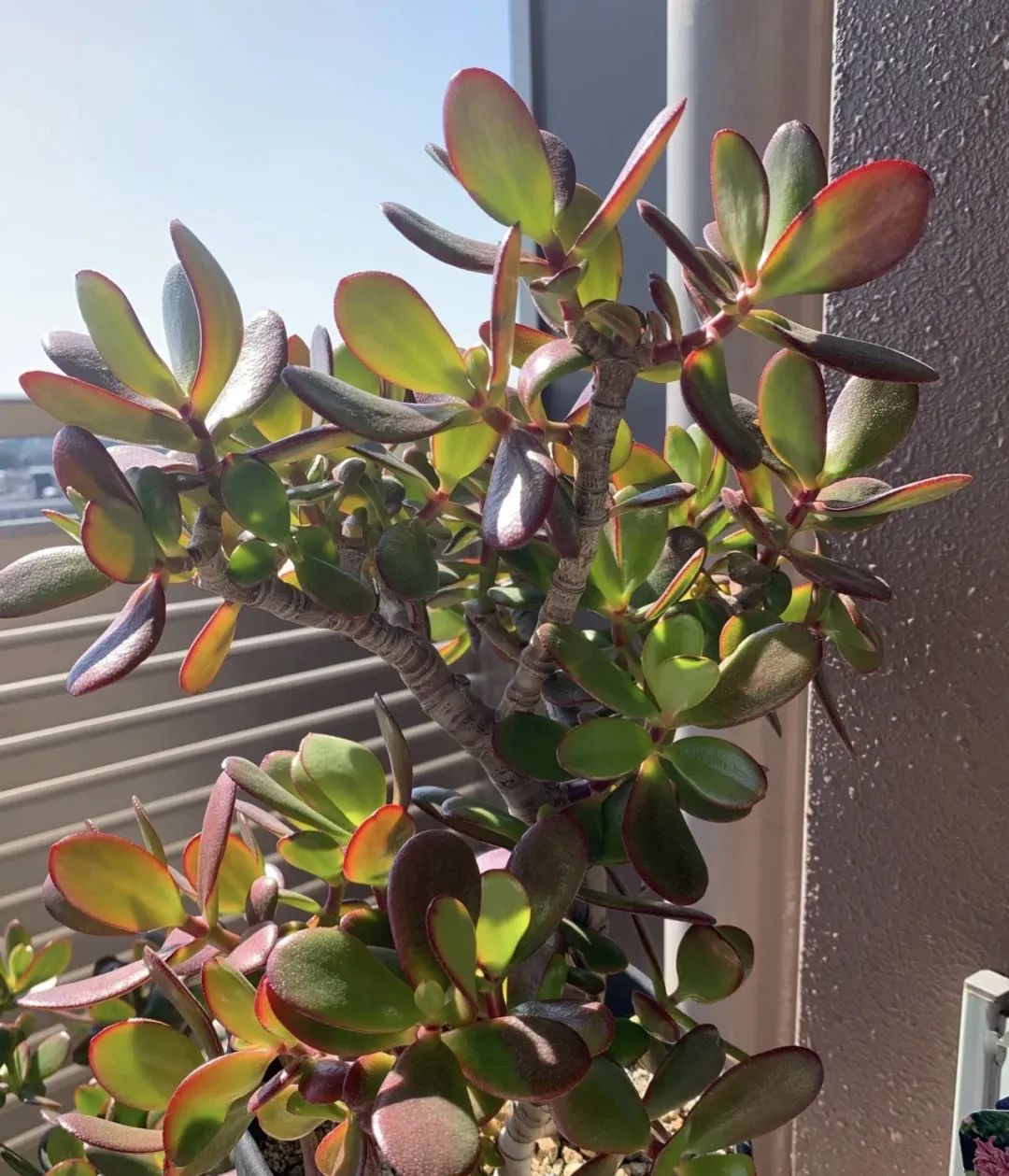 5种花别乱养香味有毒,5种花浇不死浇水越多长得越旺