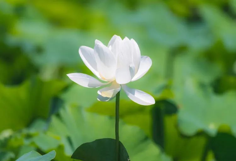 席姓兔年女孩名字大全,兔年女孩名字优雅大气