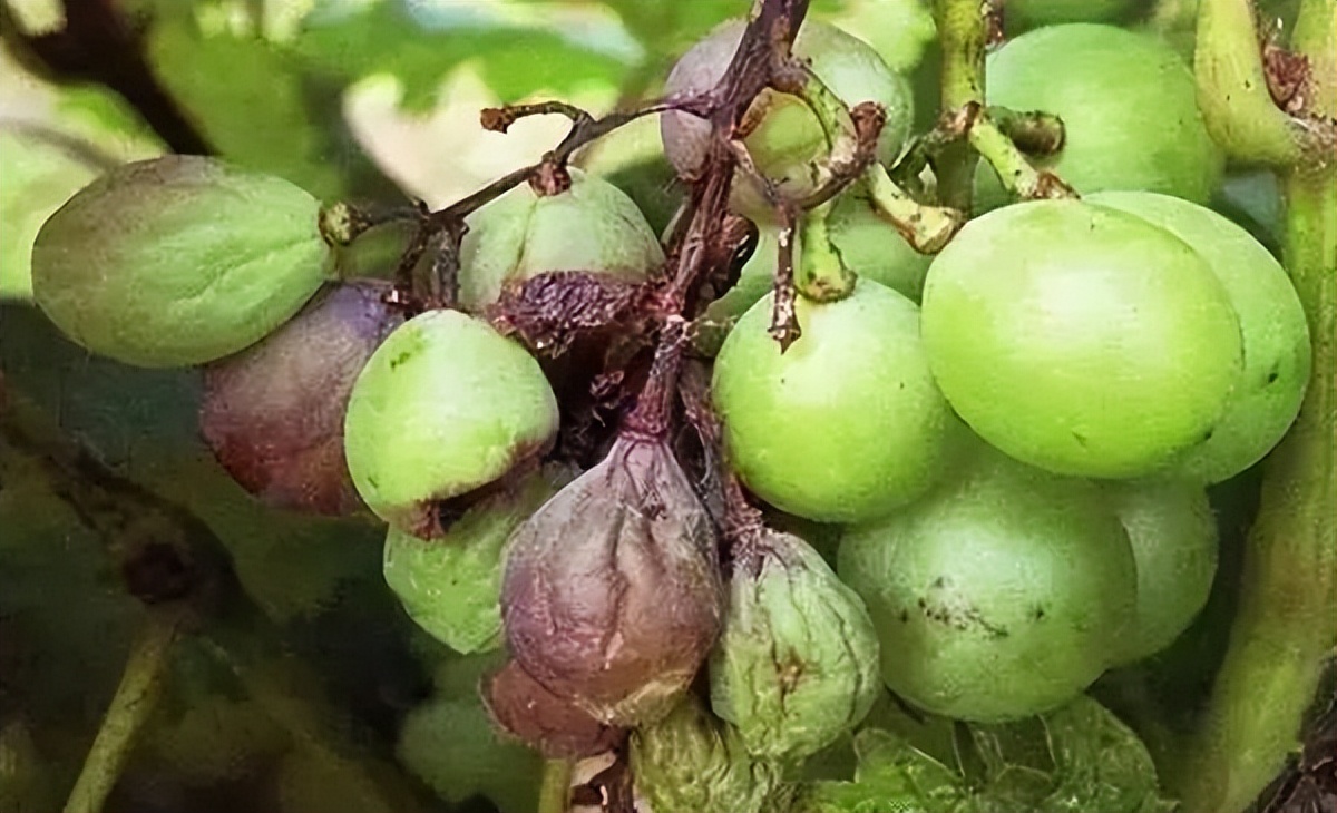 葡萄的黑腐病怎样预防和治疗,葡萄高温受害有什么补救办法