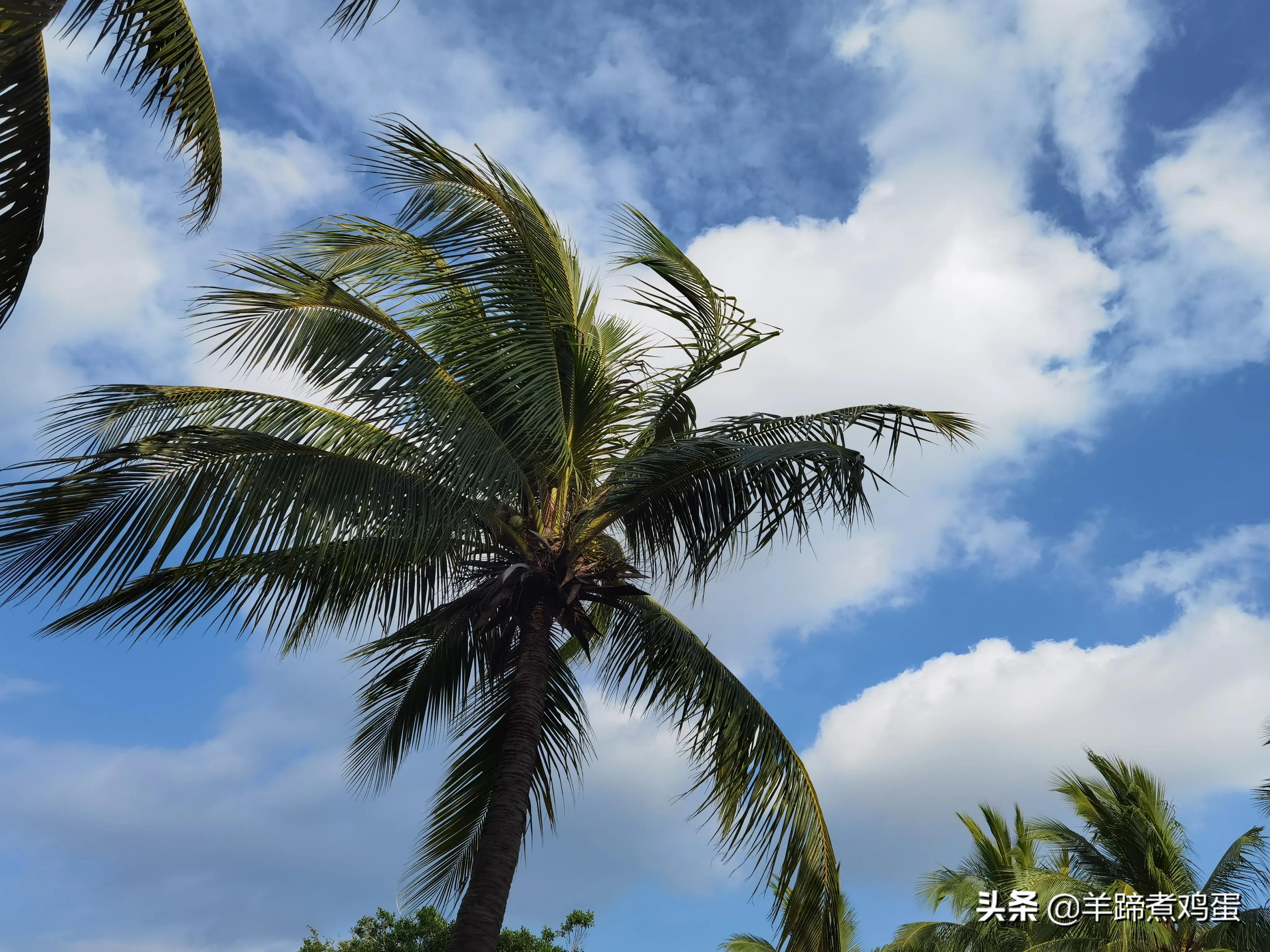 三亚椰梦长廊日落绝美,三亚湾椰梦长廊看夕阳最佳观赏点