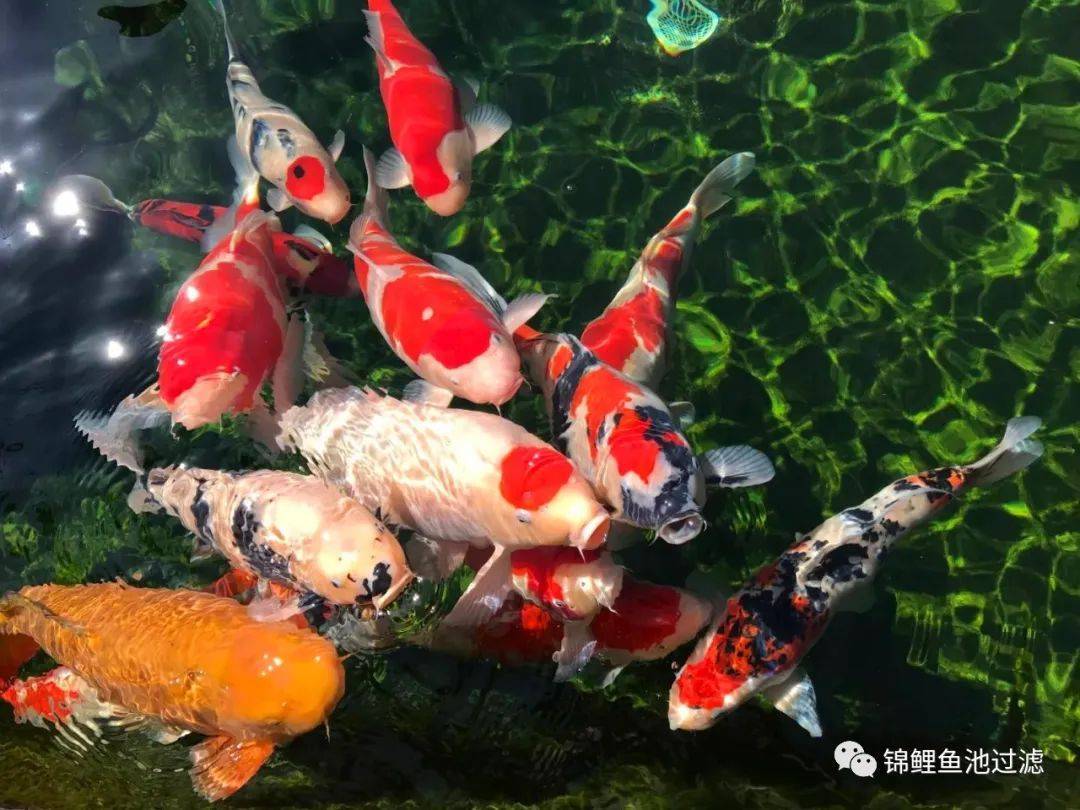 池养锦鲤新手必备十大忠告,锦鲤和什么一起可以有效清理藻类