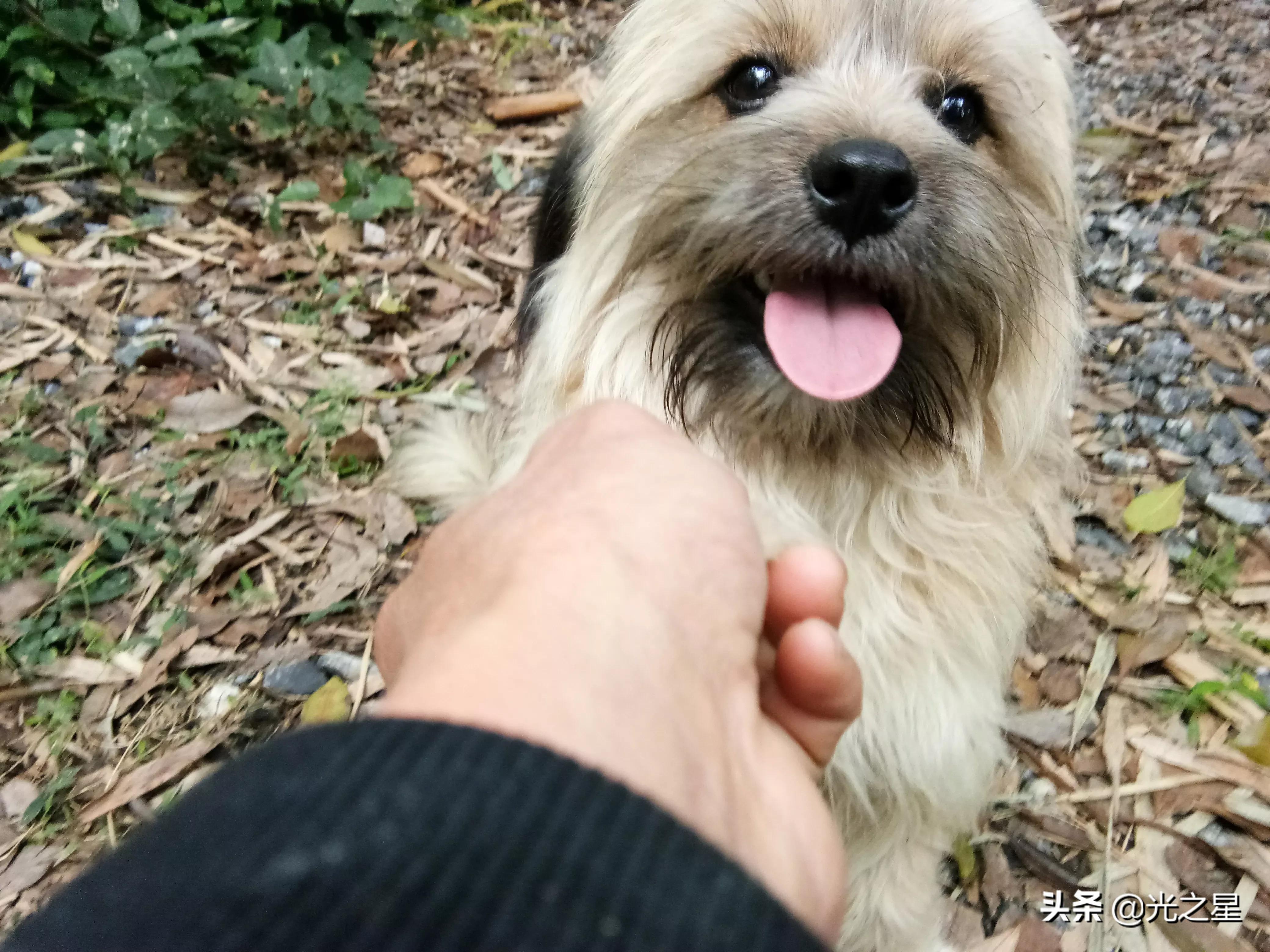 我的小狗原声,我的小狗朗读