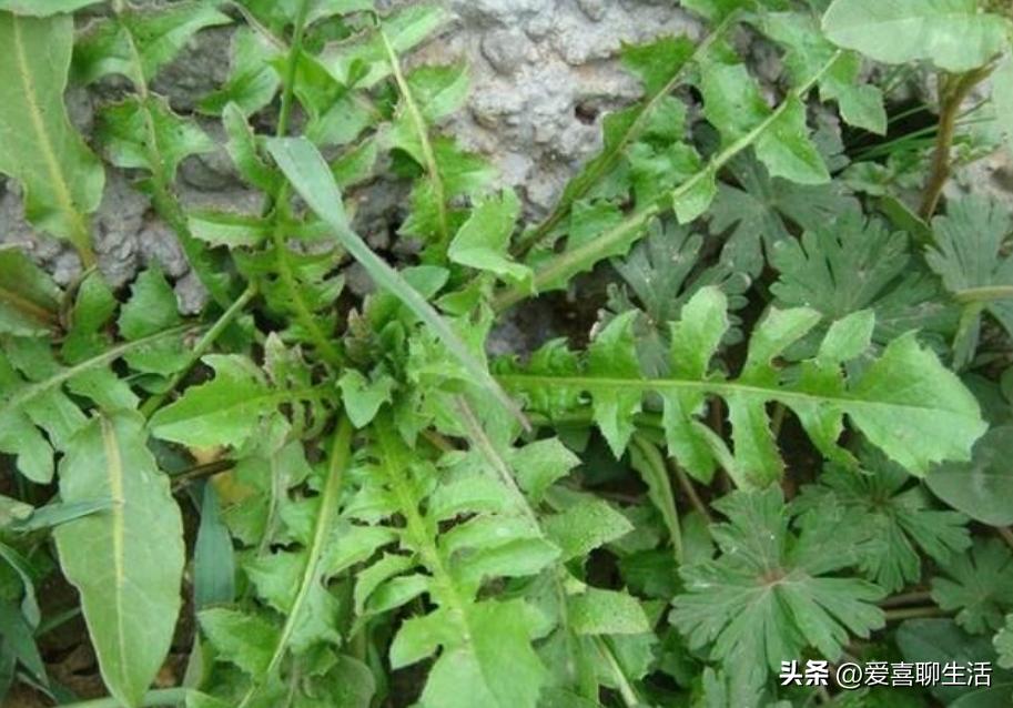 熬夜吃什么水果可以缓解眼睛干涩,专业保护眼睛干涩的神奇食物