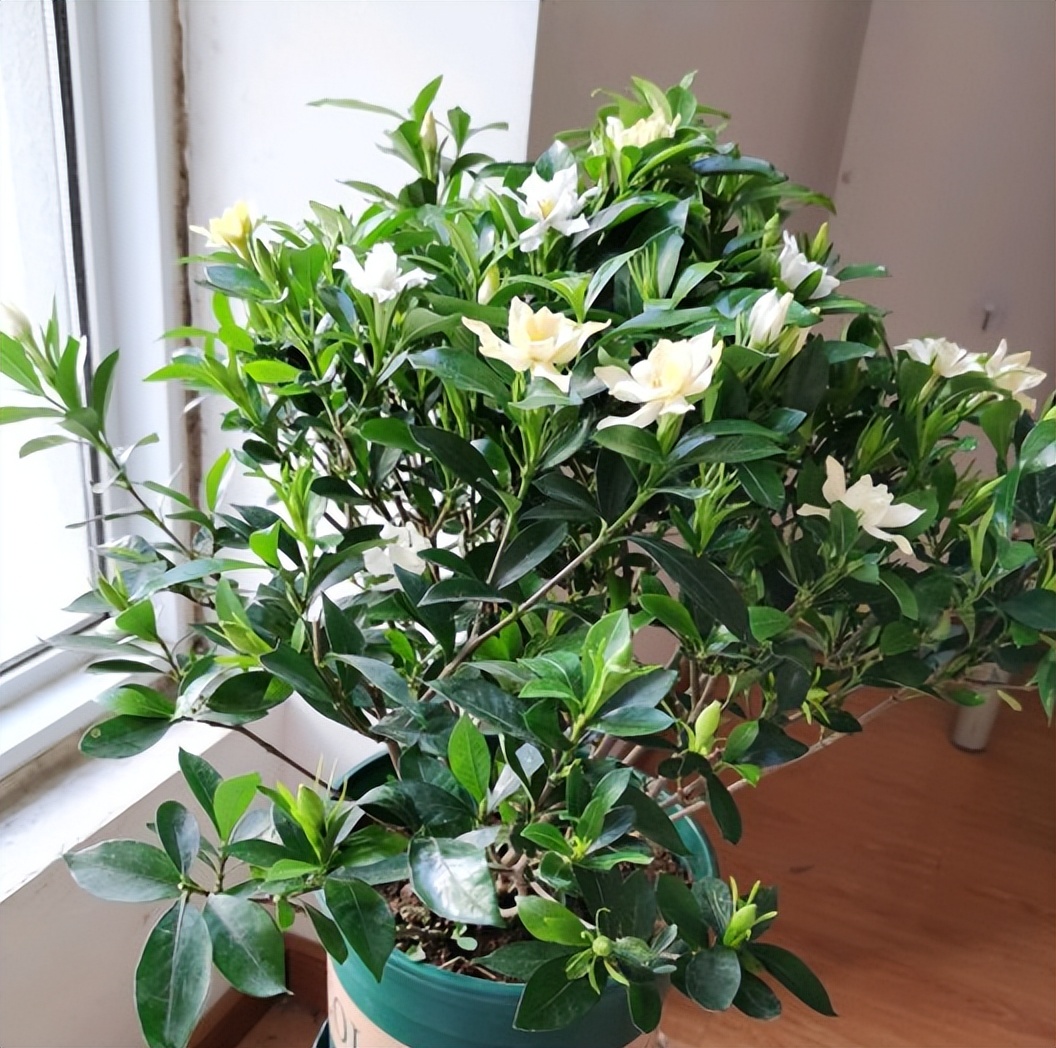 又香又适合阳台养的花,什么带香味的花室内养好看